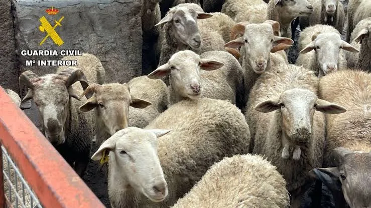 مائة سرقة للأكباش :      عيد الأضحى يشعل “حرب الظل” في إسبانيا … عصابات تقتحم المزارع وتسرق “أضاحي العيد”