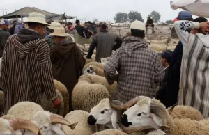 الناظور :    مرشحو الإنتخابات التشريعية يختفون قبل العيد هرباً من “مطالب الأضاحي” والتحركات تعود بعد العيد