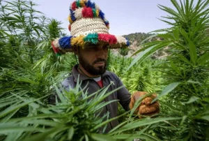 مشروع القنب الهندي تحت المجهر … هل يستفيد الفلاح الصغير فعلاً أم يظل على الهامش؟