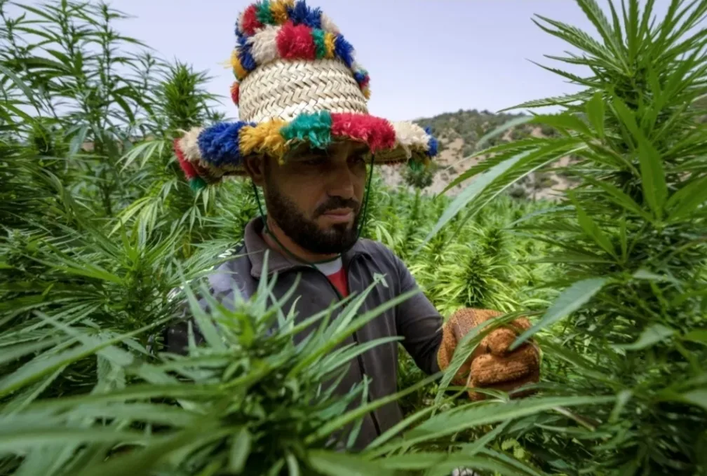 مشروع القنب الهندي تحت المجهر … هل يستفيد الفلاح الصغير فعلاً أم يظل على الهامش؟