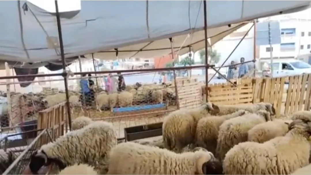 الحسيمة :     فوضى عارمة في بيع أضاحي العيد بمدينة إمزورن ومطالب بتدخل السلطات لتنظيم السوق