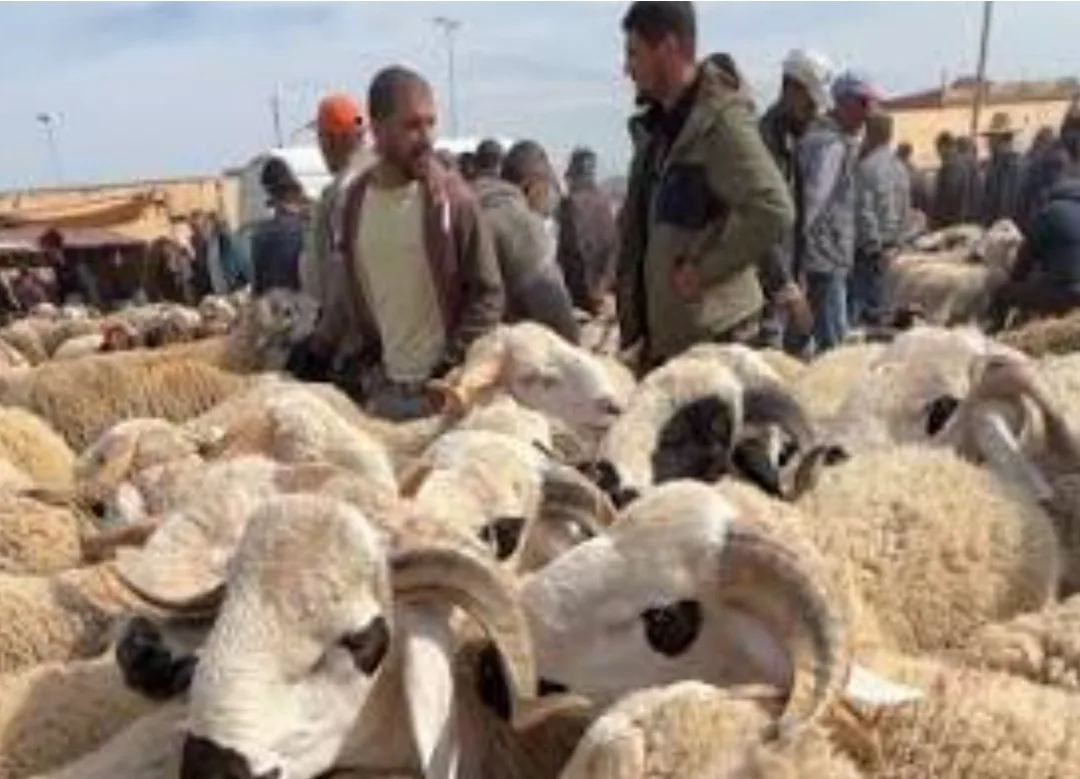 لهيب الأضاحي يشتعل بإقليم الناظور :    أسواق العروي وسلوان تتحول إلى ساحات اكتظاظ وغلاء كبير في ظل سباق محموم قبل العيد