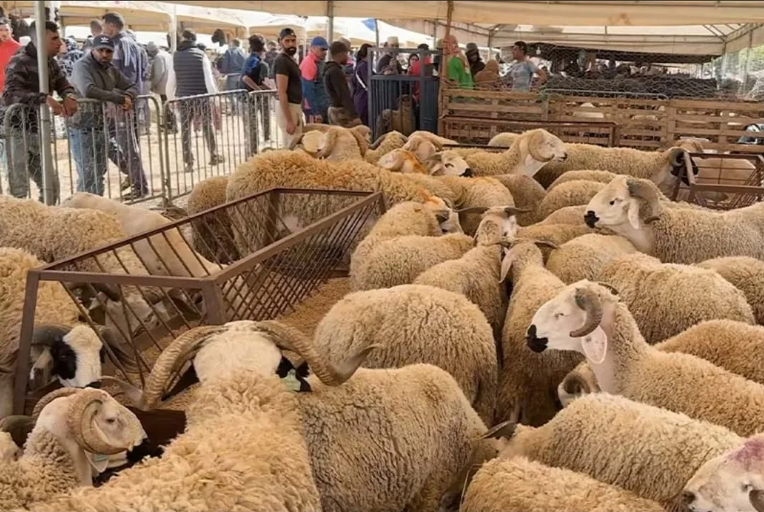 قبل يومين من العيد … الأكباش تُشعل جيوب المغاربة وعيد الأضحى يتحول إلى كابوس بسبب الأسعار الملتهبة