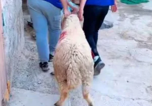 الناظور :     هواتف خارج التغطية ووعود تبخرت … “فقراء الانتخابات” بالإقليم يطاردون المرشحين للبرلمان قبل العيد دون جدوى
