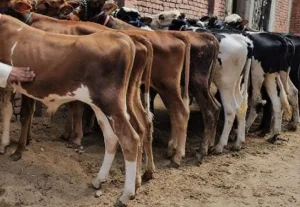 مبادرة إنسانية غير مسبوقة بالناظور والدريوش … توزيع أطنان من اللحوم على أزيد من 3000 أسرة معوزة
