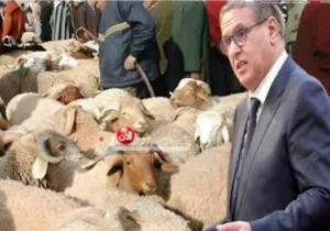 تصاعد الغضب الشعبي بسبب غلاء الأضاحي … دعوات لمحاسبة سياسية لأحزاب حكومة أخنوش في الانتخابات التشريعية المقبلة