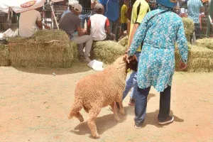 غلاء الأضاحي يوجه الأسر نحو الصردي المهجن والماعز