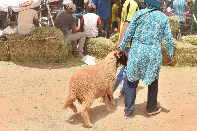 غلاء الأضاحي يوجه الأسر نحو الصردي المهجن والماعز
