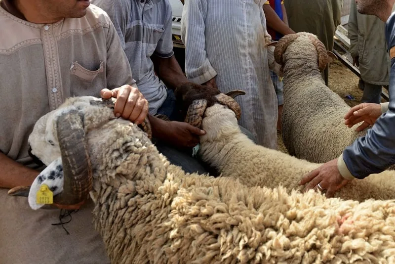 صرف الأجور قبل العيد يعيد نقاش منحة الأضحى والقدرة الشرائية