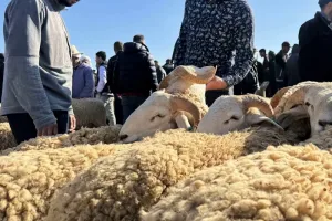 البيع بالكيلوغرام يثير الجدل في أسواق أضاحي العيد