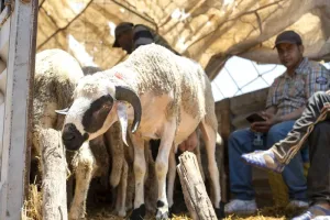 أسعار الأضاحي تعيد ملف دعم المواشي إلى البرلمان