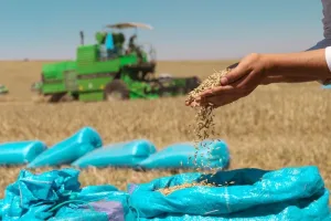 رسوم بـ170% لحماية القمح الوطني ودعم مخزون الحبوب