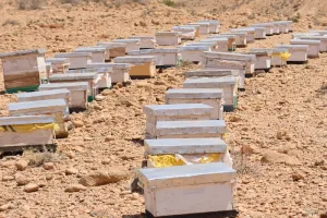 موجة الحر تدفع النحالين إلى تحصين خلايا النحل