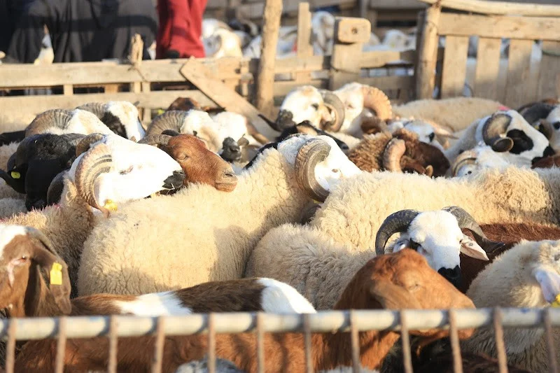 الرباط تخصص سوقا موحدا لأضاحي العيد باليوسفية