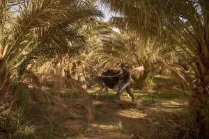 الجفاف والحرائق يضاعفان هشاشة واحات الجنوب الشرقي