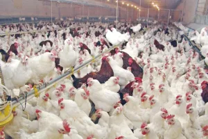 “حقن  الدواجن” تعيد سؤال المراقبة الصحية إلى الواجهة