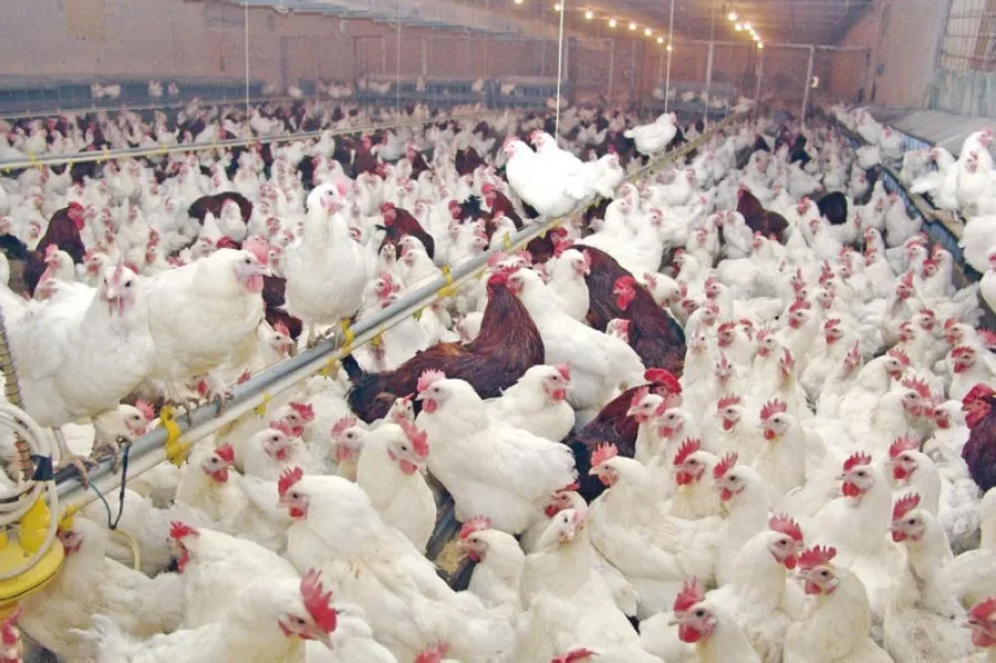 “حقن  الدواجن” تعيد سؤال المراقبة الصحية إلى الواجهة