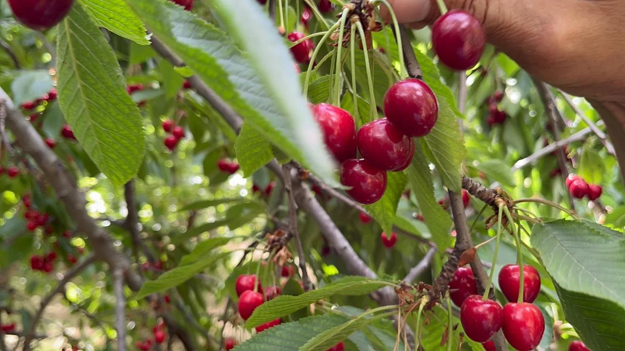 موسم “حب الملوك” بأيموزار يحقق طفرة في الإنتاج وسط تحديات الطقس ومضاربات الوسطاء