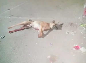العروي:    استياء عارم بعد عملية إطلاق نار على عشرات الكلاب داخل حي سكني ومطالب بفتح تحقيق