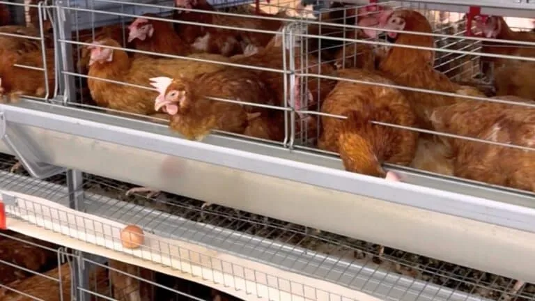 الدجاج ينهار عند المربين ويبقى مرتفعا أمام المستهلكين