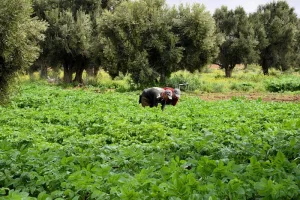 نقص اليد العاملة يربك فلاحي اللوكوس ويهدد محاصيل حساسة
