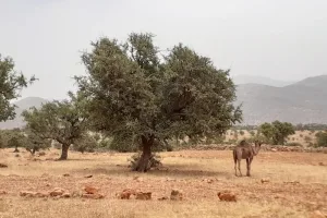 الأركان بين خطر التراجع ورهان التنمية المحلية