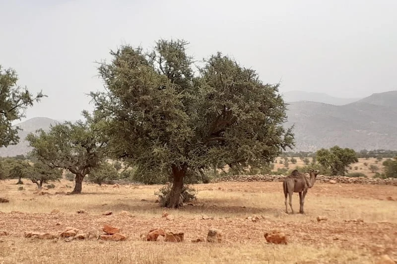الأركان بين خطر التراجع ورهان التنمية المحلية