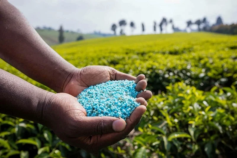 الفوسفاط والموانئ يوسعان حضور المغرب في فلاحة أمريكا اللاتينية