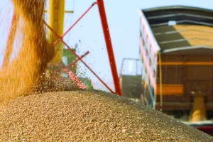 المغرب يمدد رسوماً مرتفعة على واردات القمح اللين وسط بطء جمع المحصول