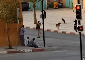 مقتل كلاب ضالة في تنغير يثير موجة استياء ودعوات إلى التحقيق