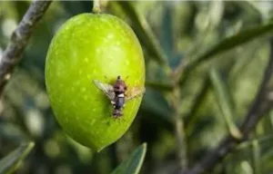 بعد كارثة الحشرة القرمزية … “Nysius” تغزو بساتين الزيتون وتثير استنفار الفلاحين في تاوريرت وبركان ووجدة وجرادة وجرسيف والدريوش