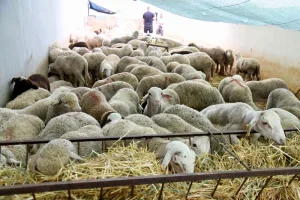 استيراد الأغنام واللحوم الأوروبية يقترب من دخول السوق المغربية