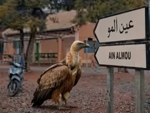 تحليق النسر الأسمر فوق قمم بني يزناسن يعيد تسليط الضوء على غنى التنوع البيئي ببركان