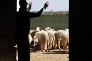 القطيع المؤطر من مربي الأغنام والماعز بالمغرب يقترب من 4.8 ملايين رأس