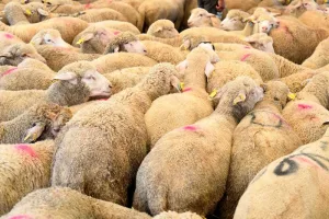 استعدادات مبكرة لاستيراد الأغنام من إسبانيا ترقبا لقرار حكومي