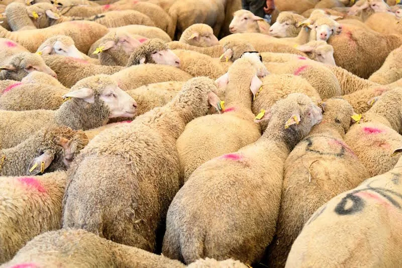 استعدادات مبكرة لاستيراد الأغنام من إسبانيا ترقبا لقرار حكومي