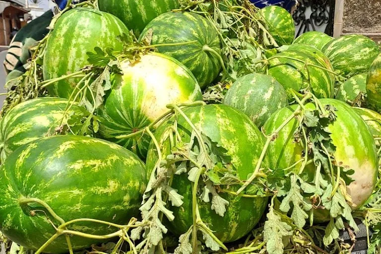 تحاليل رسمية تحسم الجدل حول سلامة الدلاح المغربي