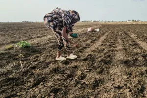 الجفاف والحرب يهددان الزراعة في السودان وسط تراجع مياه النيل