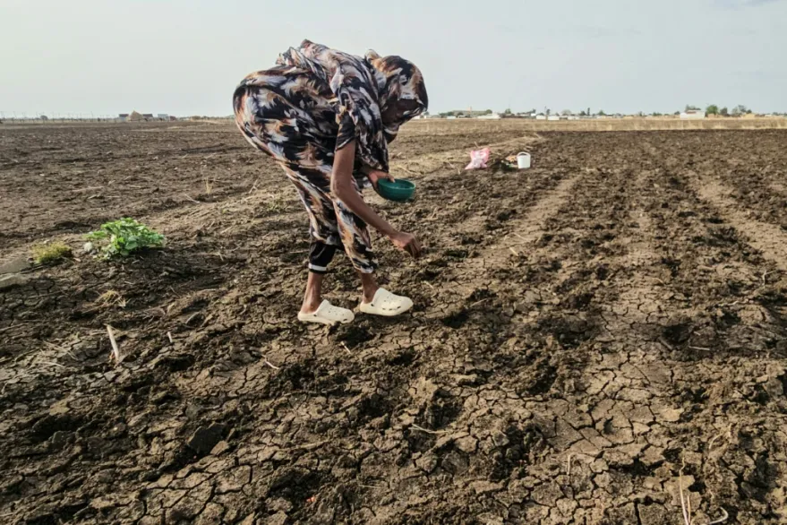 الجفاف والحرب يهددان الزراعة في السودان وسط تراجع مياه النيل