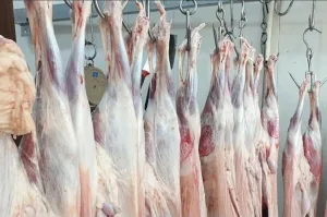 البرلماني الاستقلالي مضيان يقرع جرس الإنذار أمام الحكومة … القطيع الوطني يُستنزف : من يذبح نعاج اليوم قد يدفع ثمن اللحوم غداً !