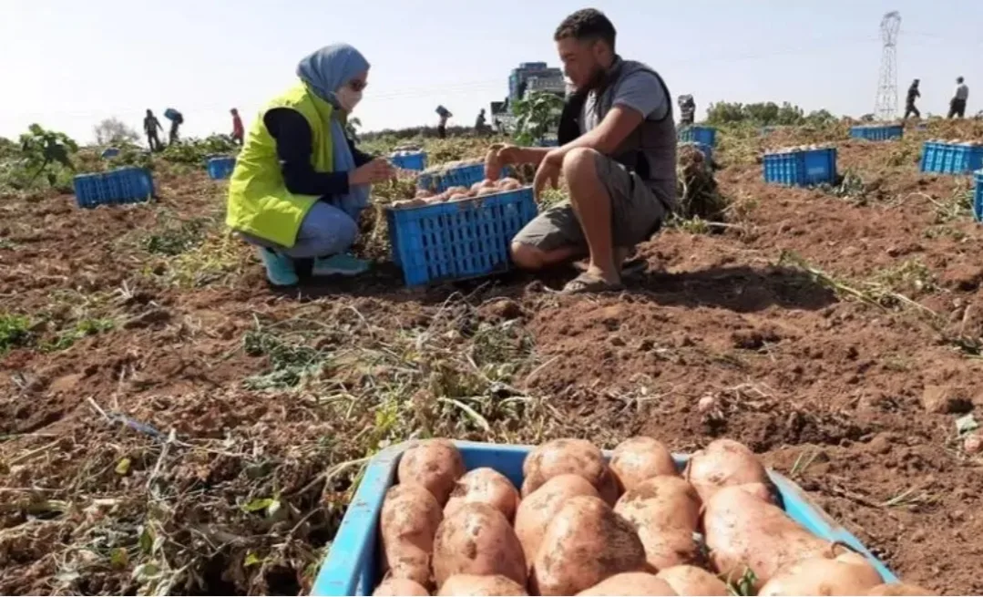وارداته من البطاطس والبصل ترتفع .. المغرب لم يعد بلدا فلاحيا