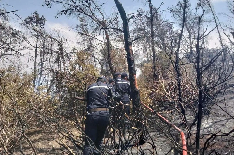 72 حريقاً تضرب ست ولايات جزائرية خلال 24 ساعة