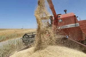 مرسومان جديدان يمددان الرسوم على القمح ويواصلان إعفاء واردات اللحوم حتى نهاية السنة