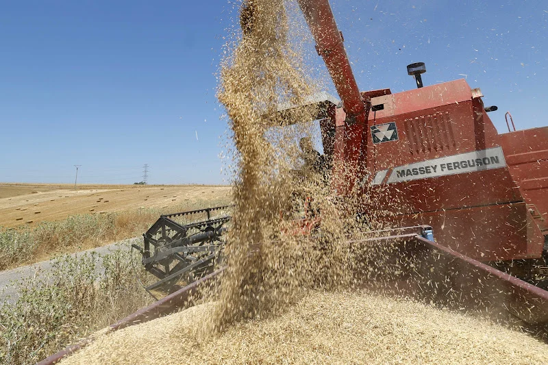 مرسومان جديدان يمددان الرسوم على القمح ويواصلان إعفاء واردات اللحوم حتى نهاية السنة