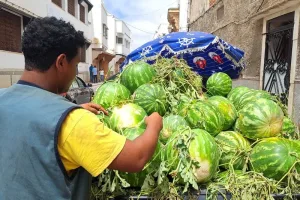 تراجع حاد لأسعار “الدلاح” يضغط على مزارعي المغرب
