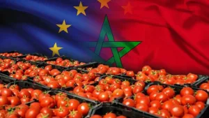 حين تغيب الطماطم المغربية عن الأسواق الأوروبية.. 12.39 يورو للكيلوغرام يفضح “حرب الطماطم” في فرنسا وإسبانيا!