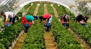 أوروبا تشدد الخناق على التسويق الأخضر  .. قواعد جديدة تضع المنتجات المغربية أمام امتحان الاستدامة