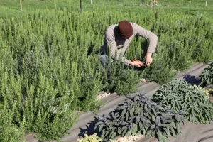 زيت إكليل الجبل من تازة يدخل دائرة أبحاث سرطان الثدي