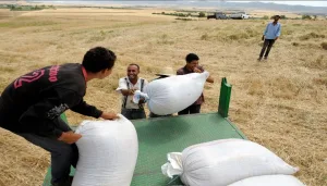 محصول قياسي يقلب معادلة الحبوب بالمغرب … تراجع الواردات بأكثر من 600 ألف طن