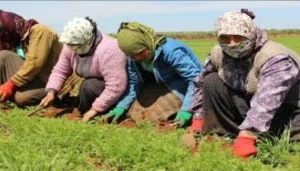 بركان :    الثقافة المالية تدخل العالم القروي لتقوية مداخيل الفلاحين ومواجهة الهشاشة الاقتصادية